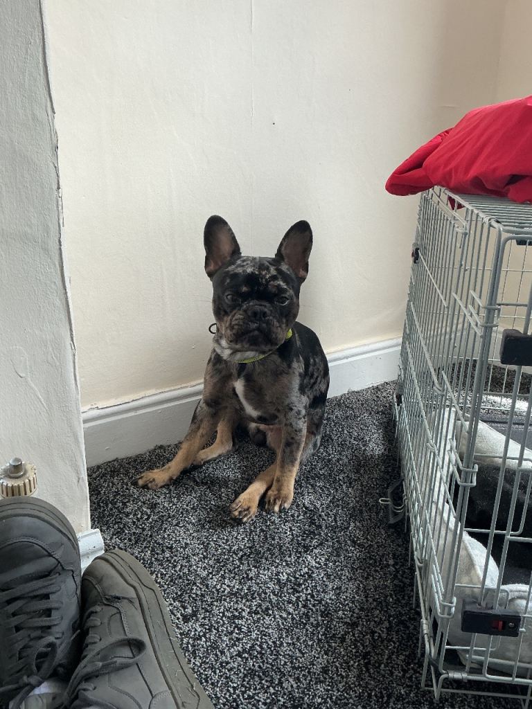 French Bulldog 