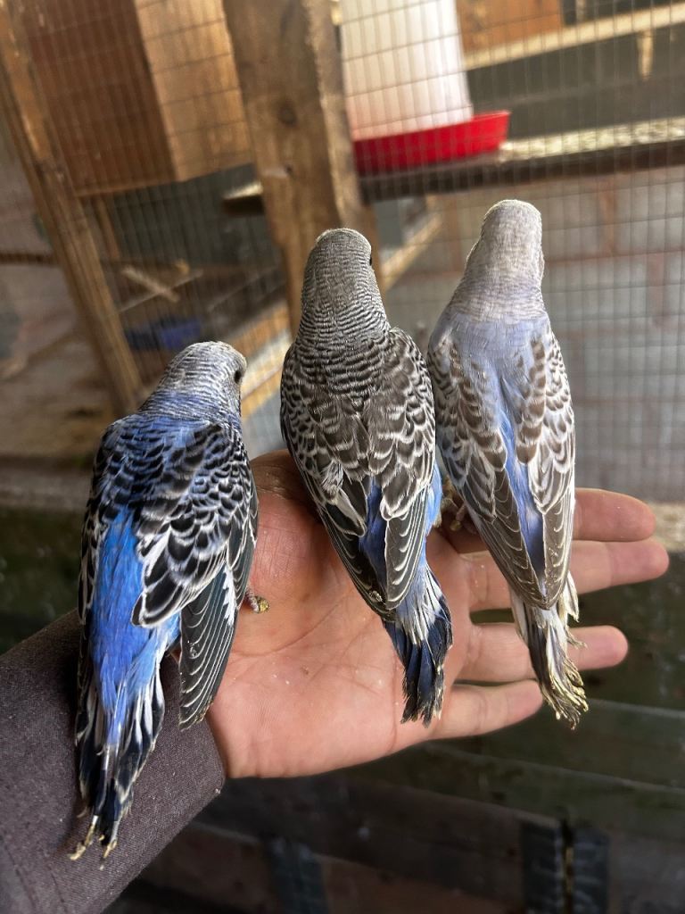 Beautiful budgies and cockatiels available in Birmingham 