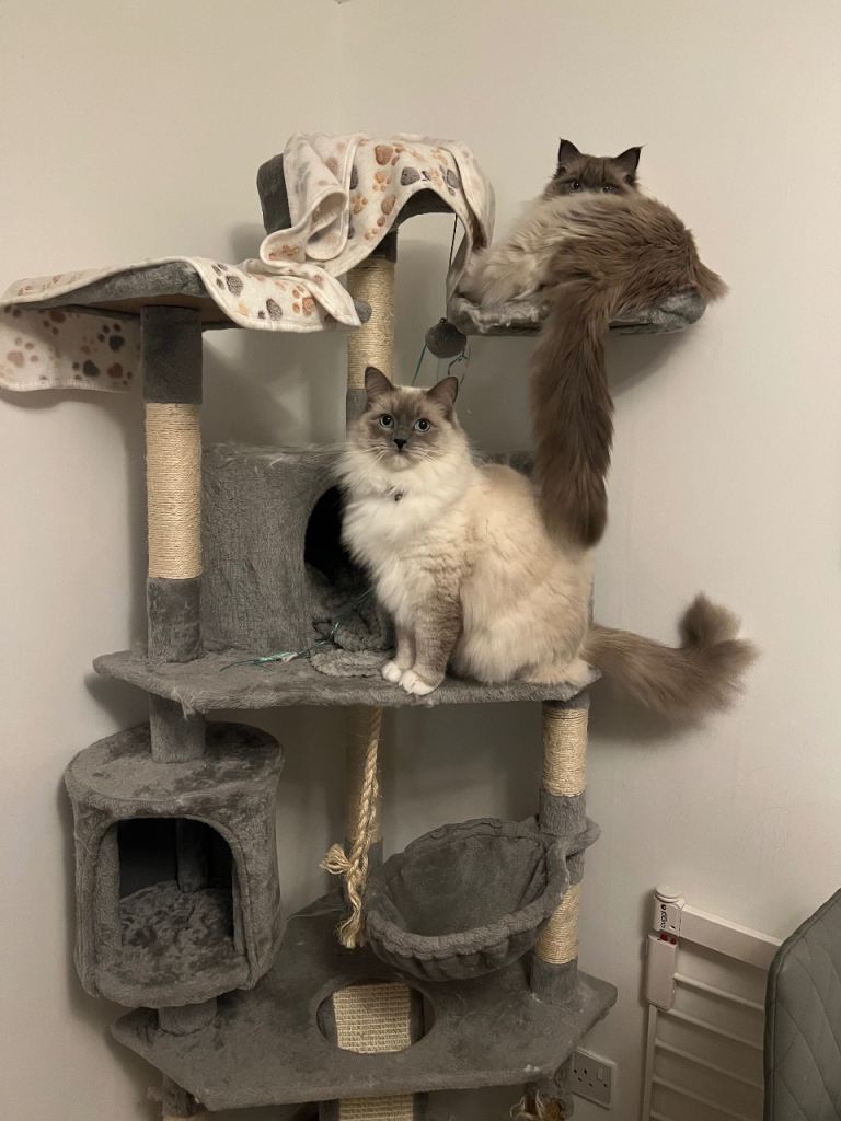 2 Ragdolls for Sale 