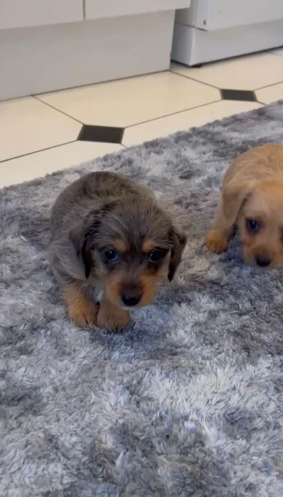 Dachshund x Jack Russell Puppies