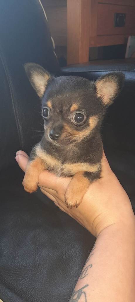 image for 9 week old male chihuahua puppy 