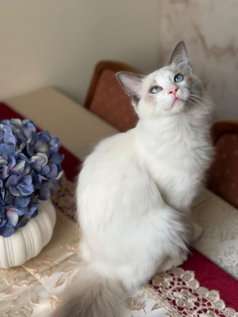Beautiful 4-Month-Old Ragdoll Boy Looking for a Loving Home 🐾