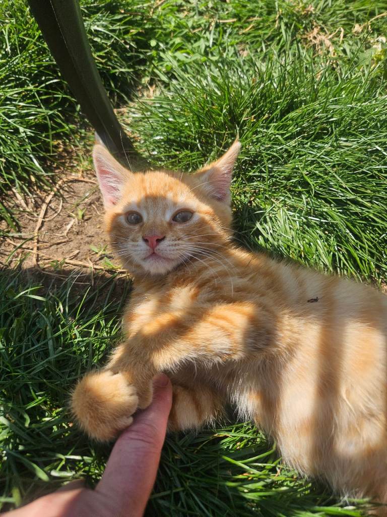 Lovely kittens looking for a home