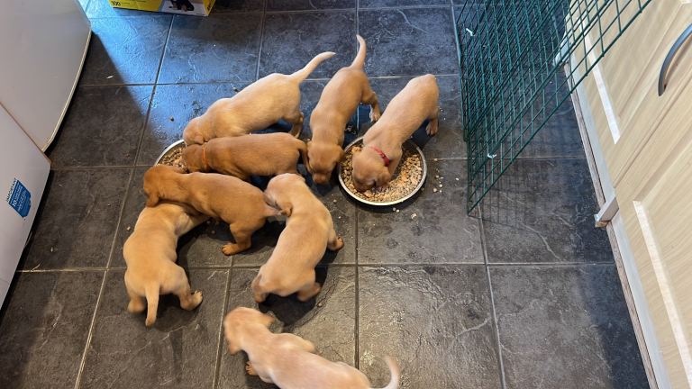 Red / yellow lab pups 