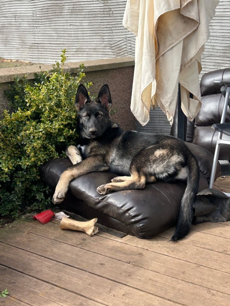 7 month old pup 