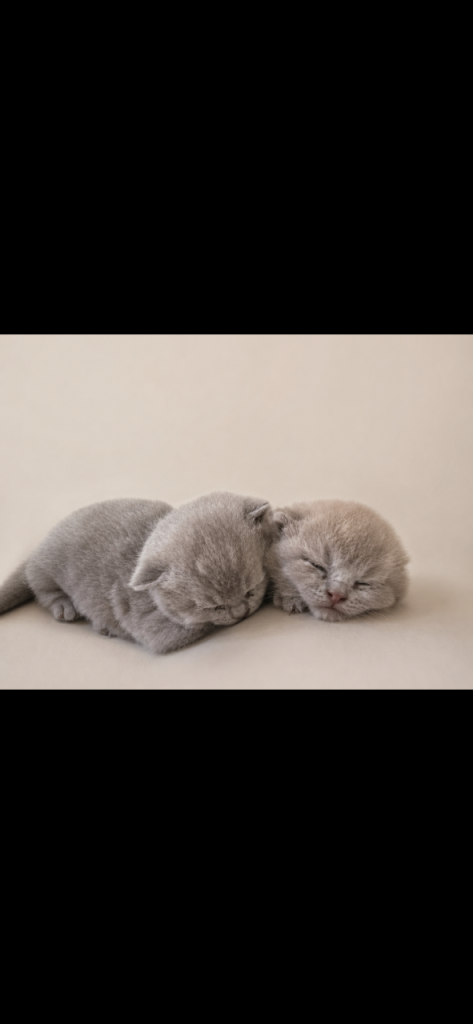 British shorthair girls ready 14th July 