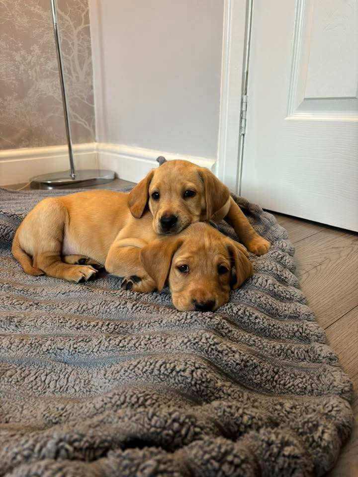 Stunning Kc Labrador Puppies 