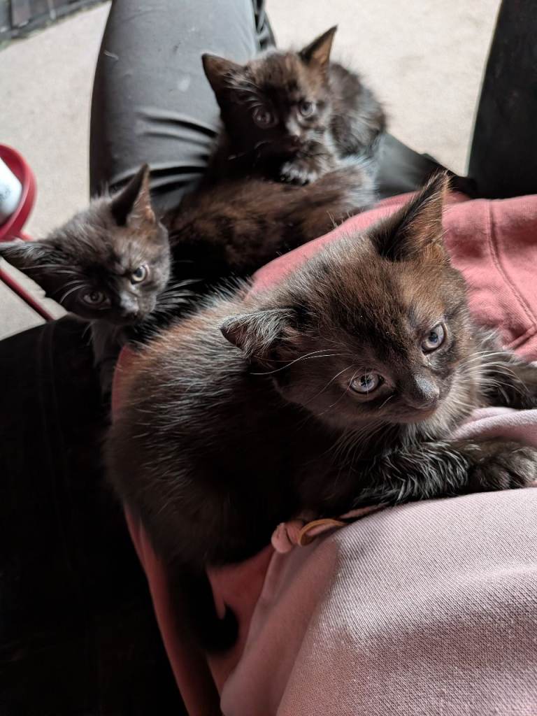 3 kittens 