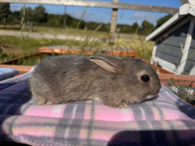 Pedigree mini Rex 
