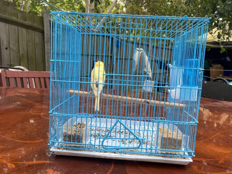 Canaries 