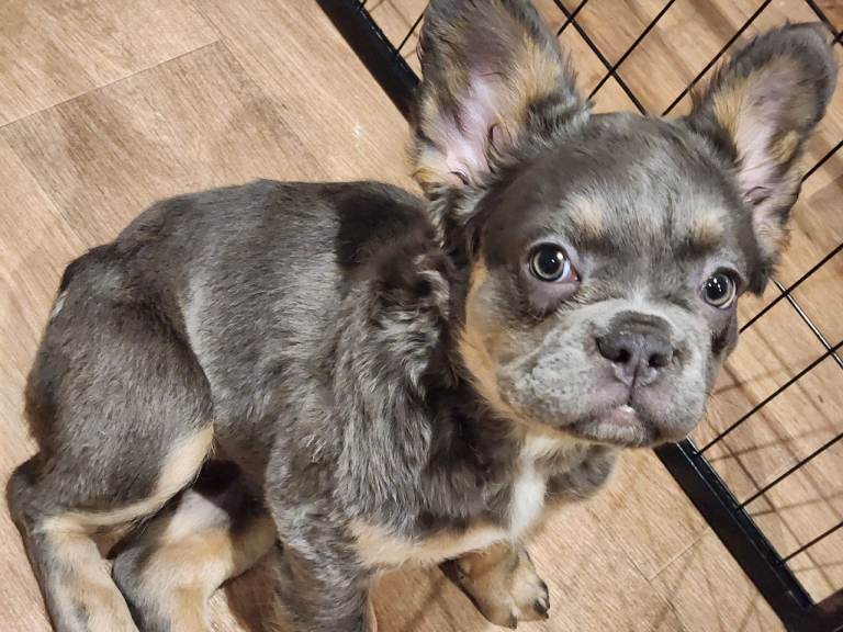 Fluffy french bulldog 