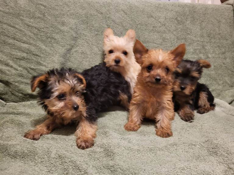   Yorkshire terrier puppies