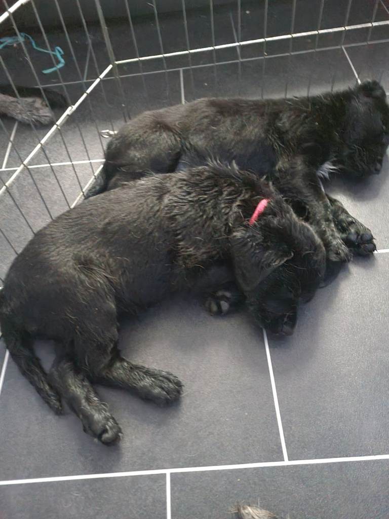 Rottweiler collies for sale