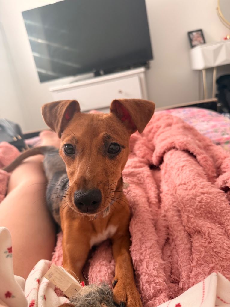7 month old Jack russel ❤️ NO TIME WASTERS 