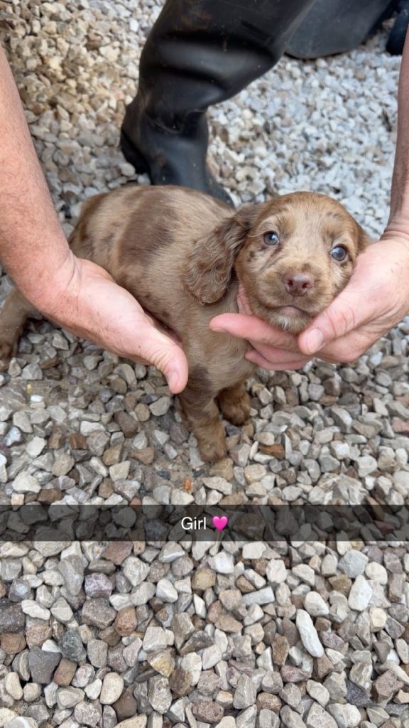 Adorable cocker spaniel puppies 