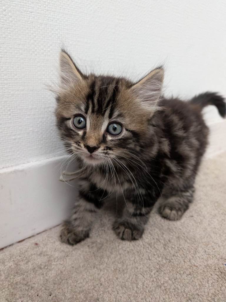 Kittens 