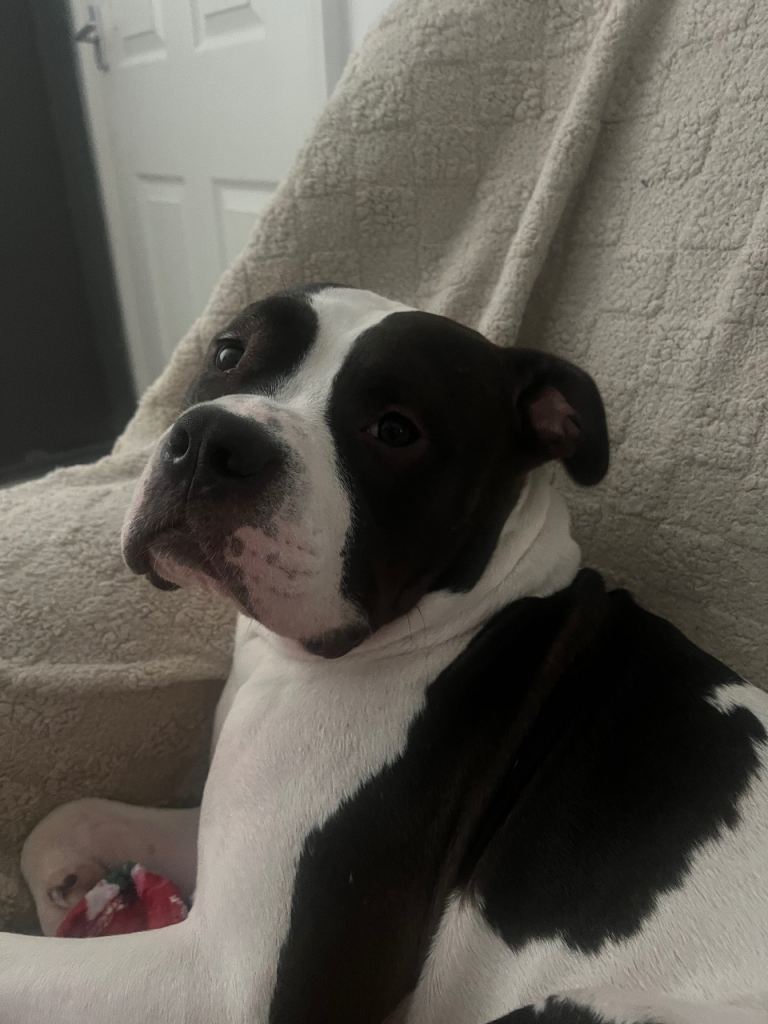 Standard American bulldog 