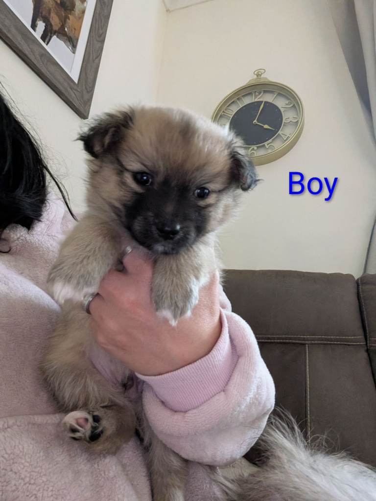 2 beautiful Pomeranian x Papillon. 