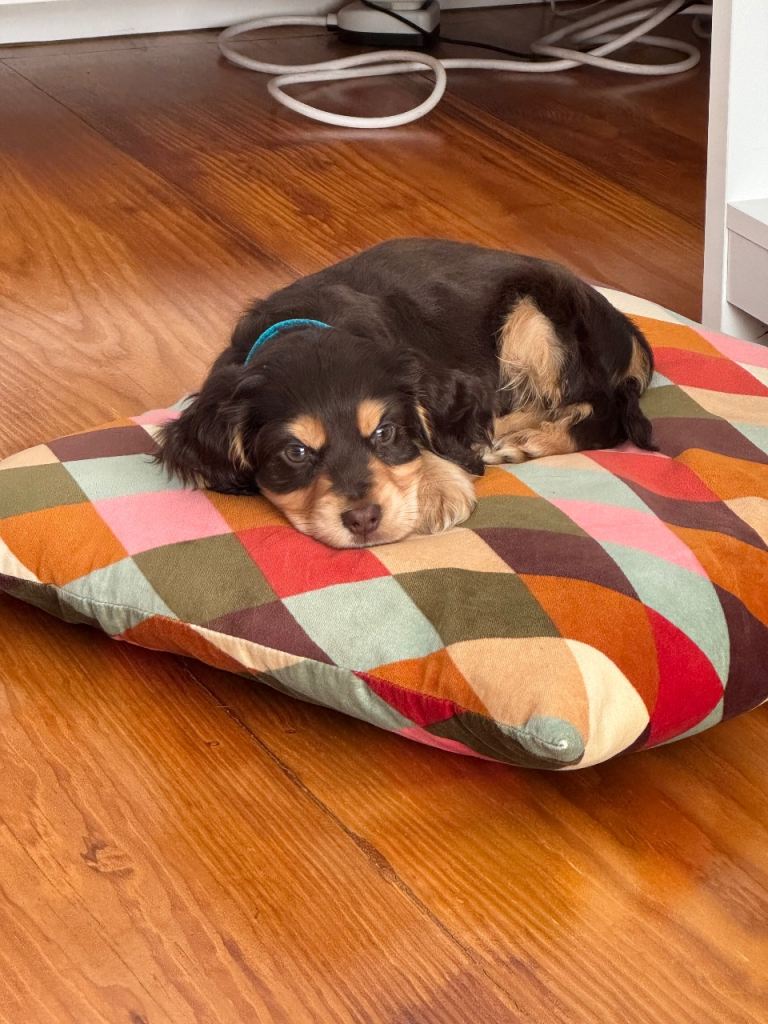 Beautiful male English Cocker Spaniel puppy – £550