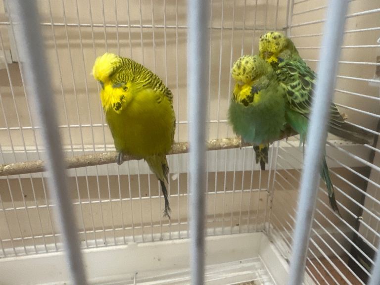 Canaries and some bird