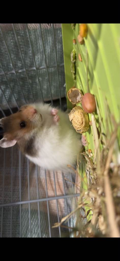 Hamster and cage with all accessories 