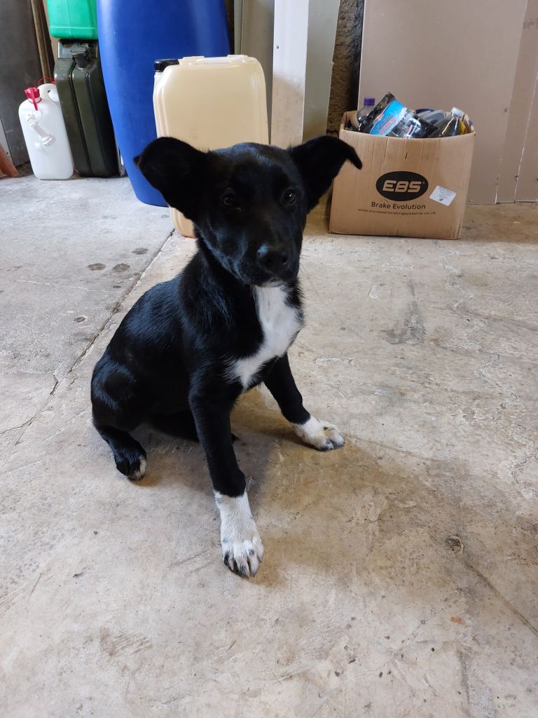 Puppy collie cross