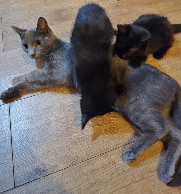 Beautiful British short-hair , mancoon mix kittens for sale 