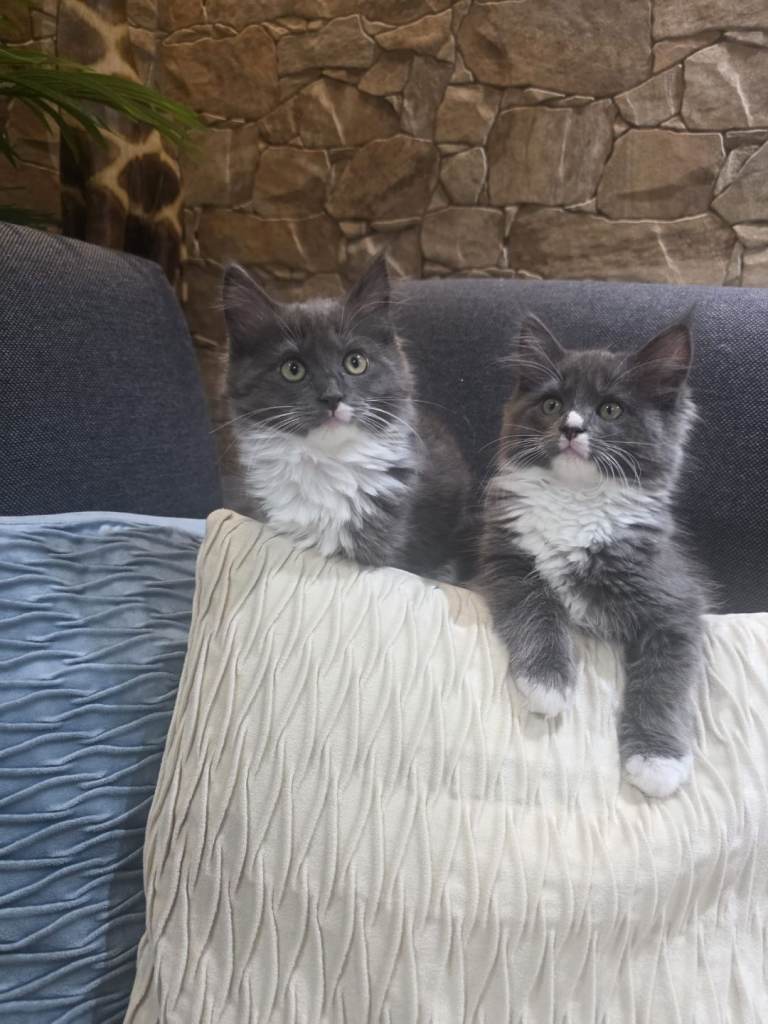 Maine Coon/Ragdoll Kittens 2 girl left