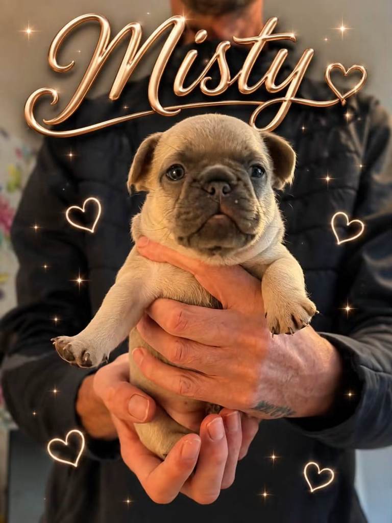 3 Female French Bulldogs