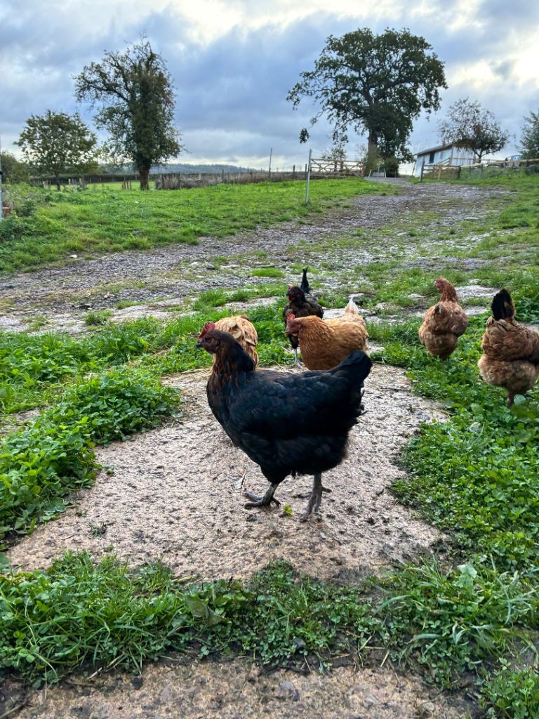 Chicken for sale 