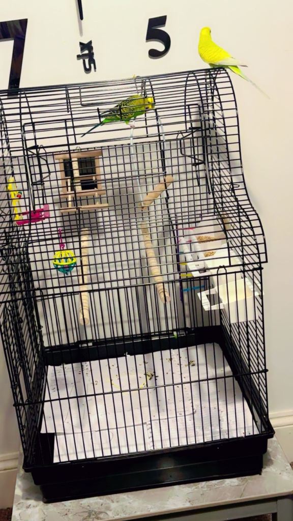 2 male budgies and cage