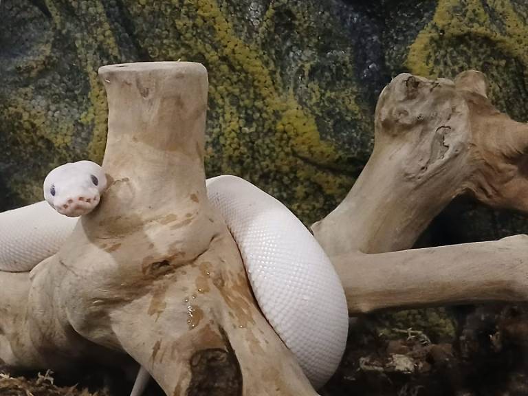 Leucistic ball python 