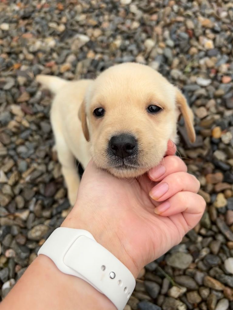 Gorgeous Yellow and Black Labrador puppies for sale
