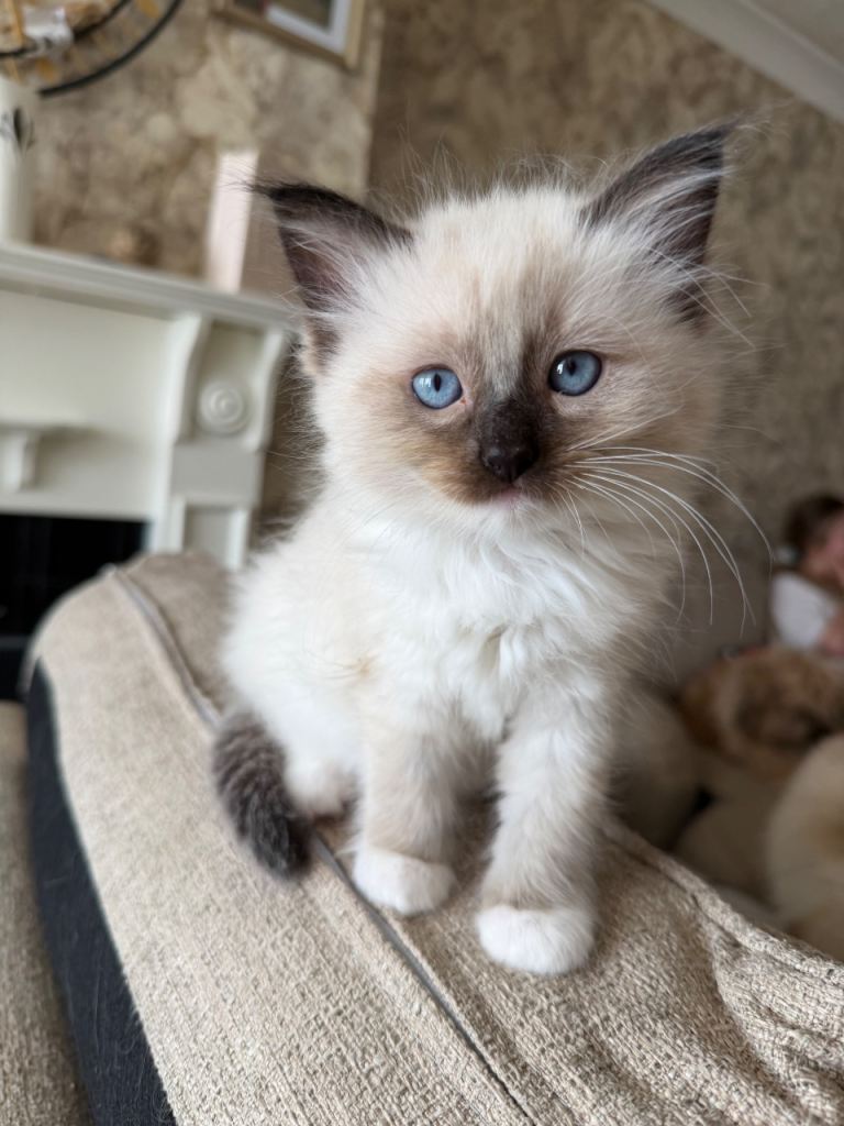 Gorgeous Blue-Eyed Ragdoll Kittens Ready for Loving Homes