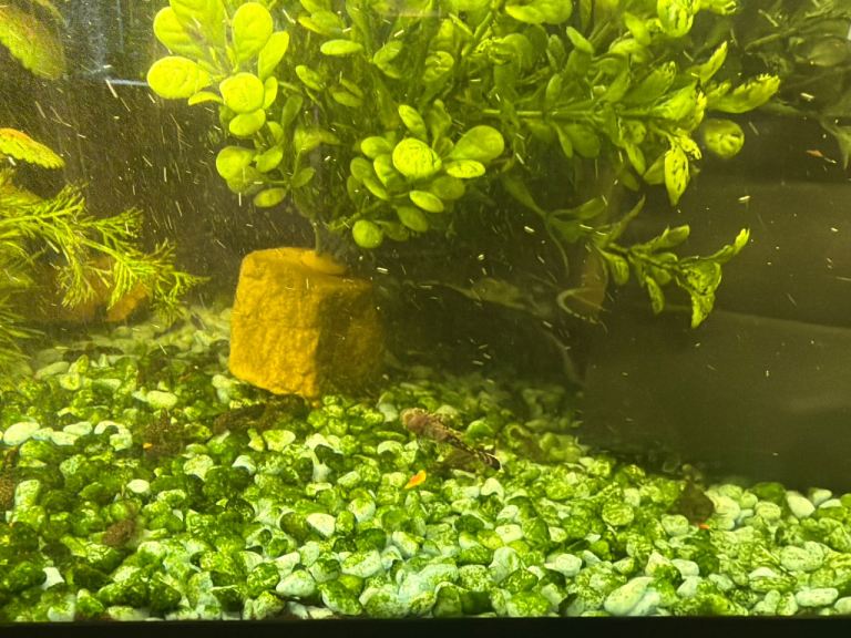  Bristlenose baby plecs 