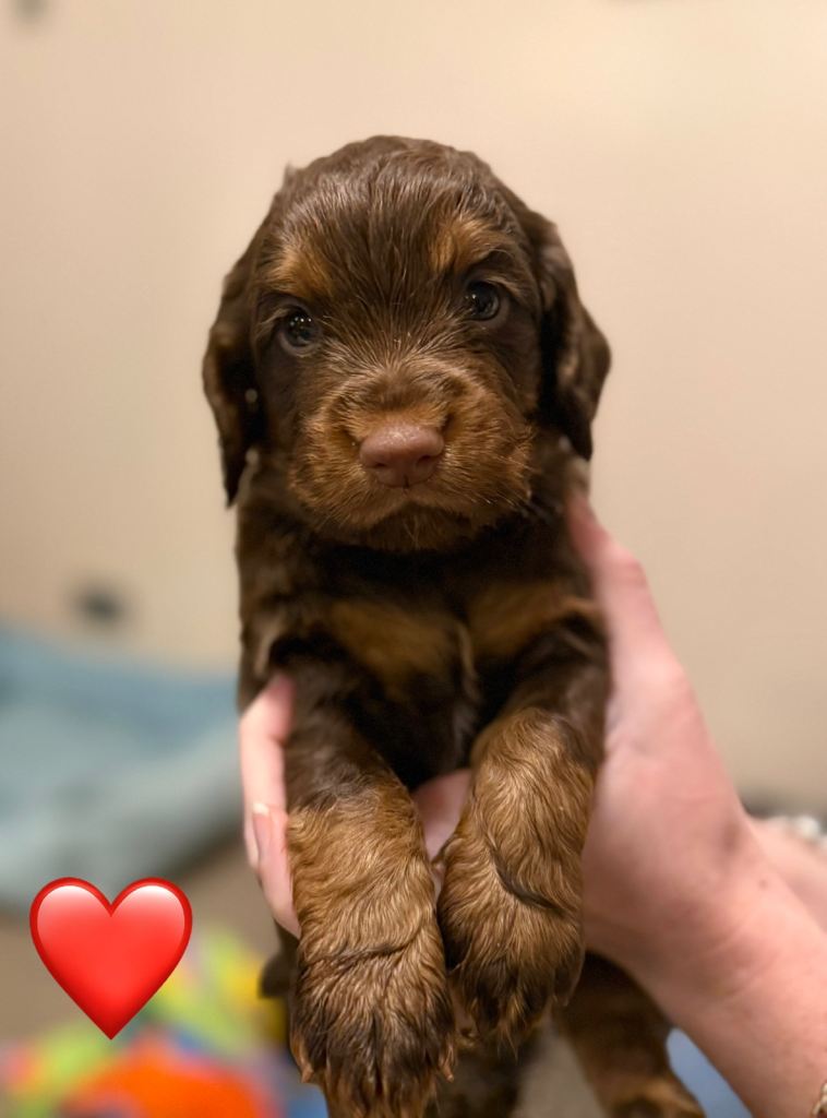 ✨ Chocolate & Tan Cocker Spaniel Puppies ✨