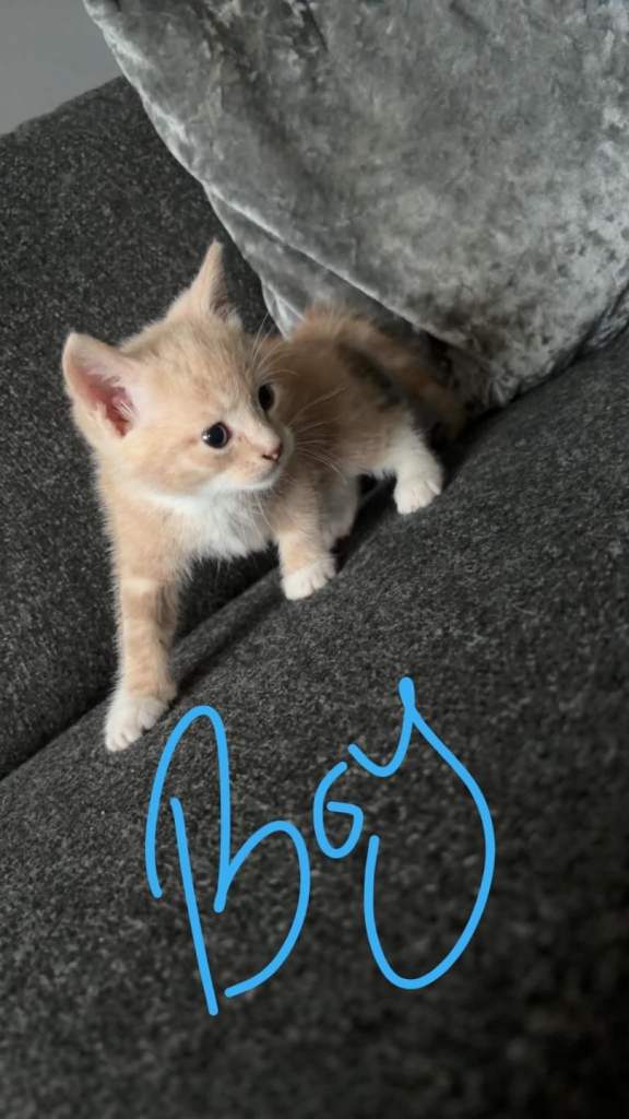 Kittens for sale