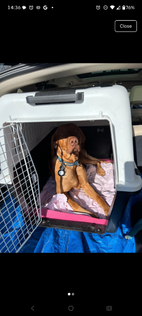 Large dog carrier crate