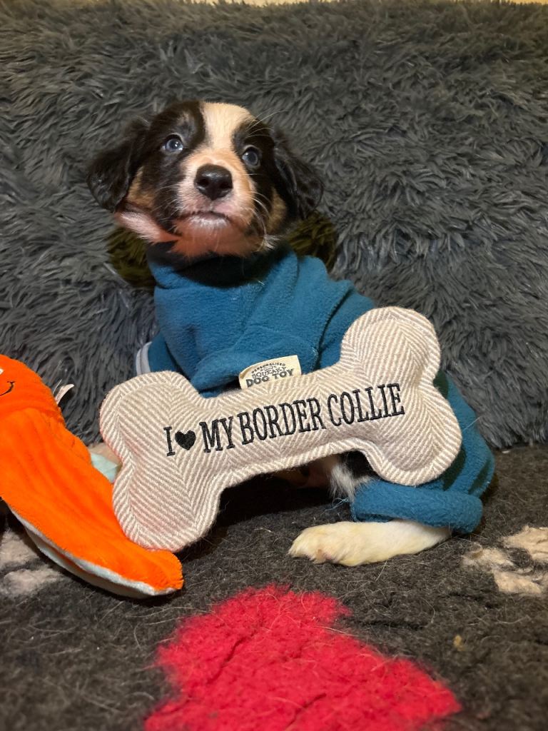 Border collies ready to leave 