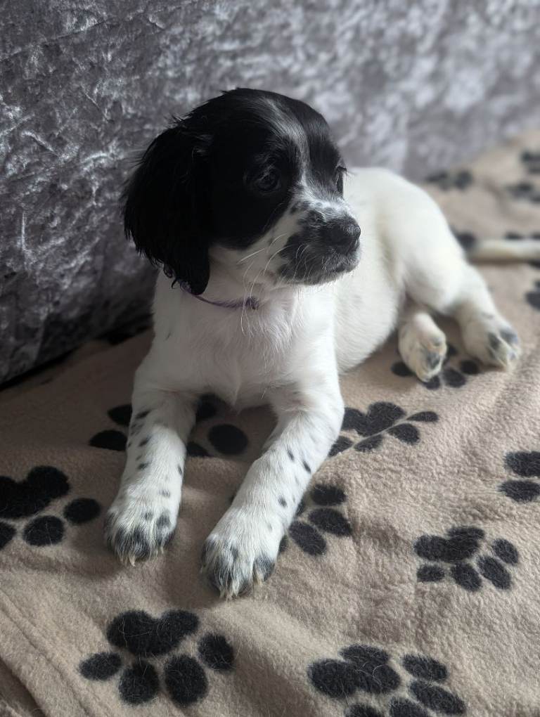 Cocker-poochon puppies 
