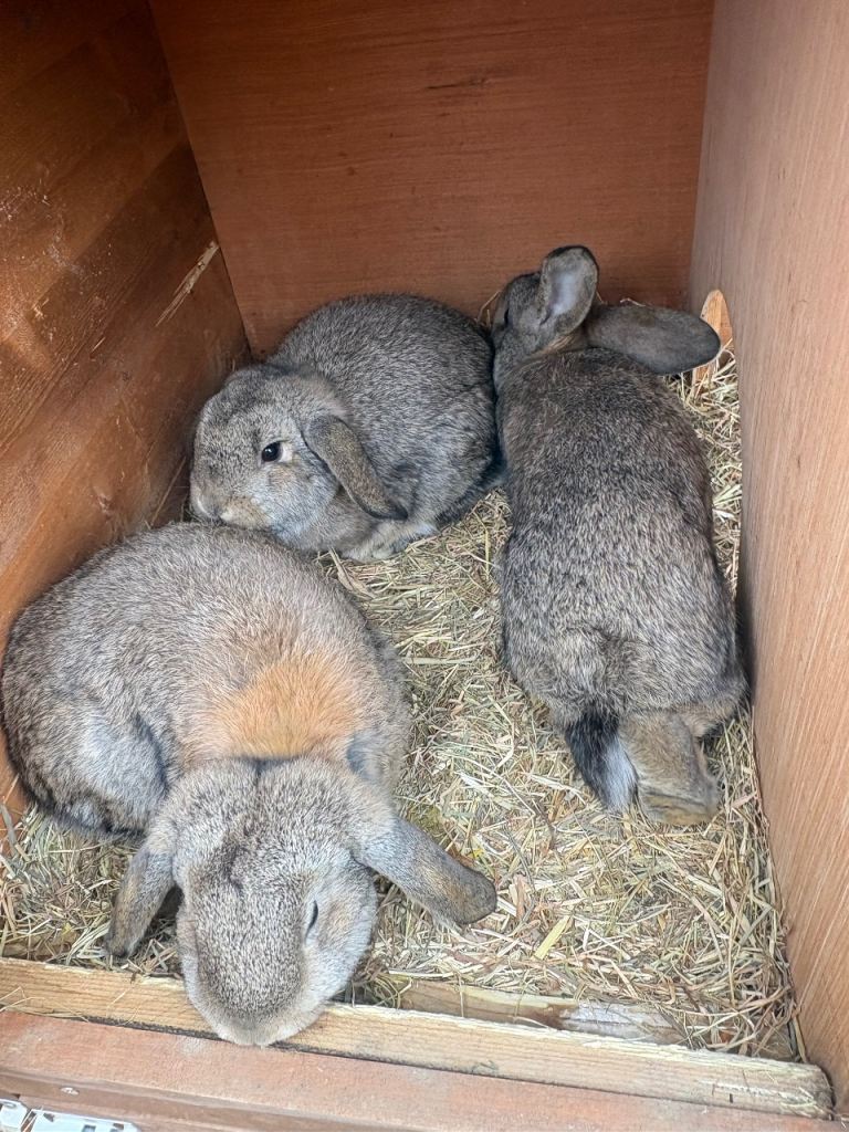 3 mini lop 