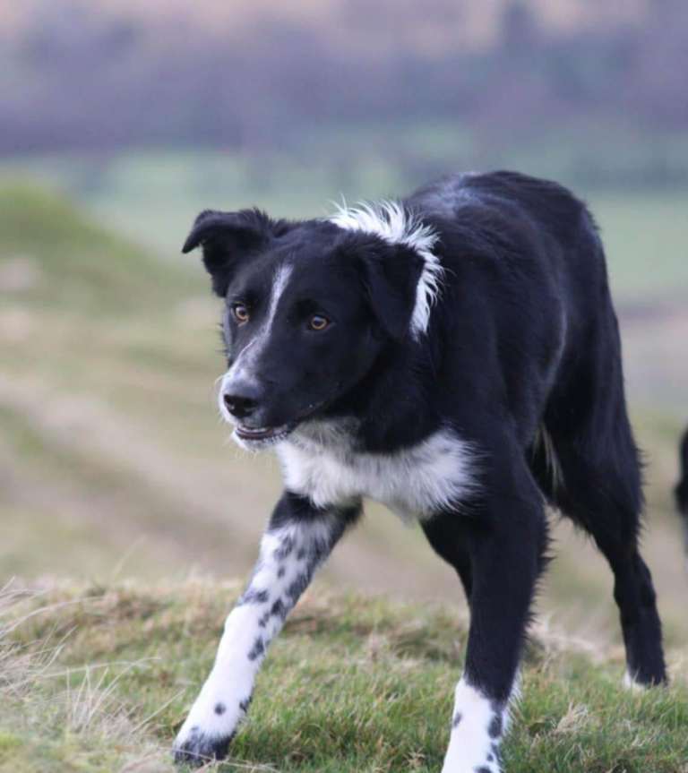 Border collie youngster