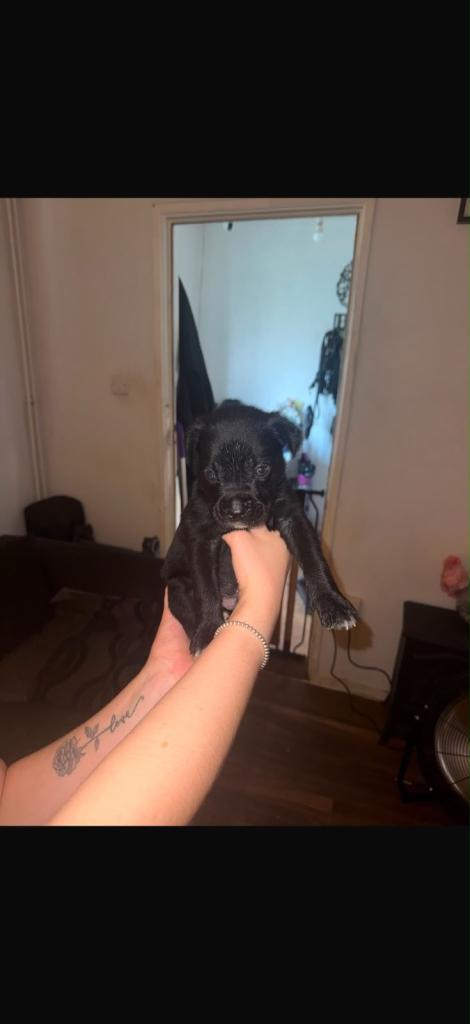 Presa x crossed cane corso x beautiful pups 