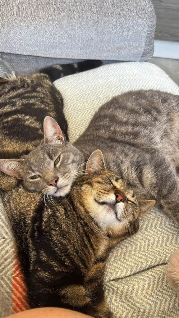 2 male cats