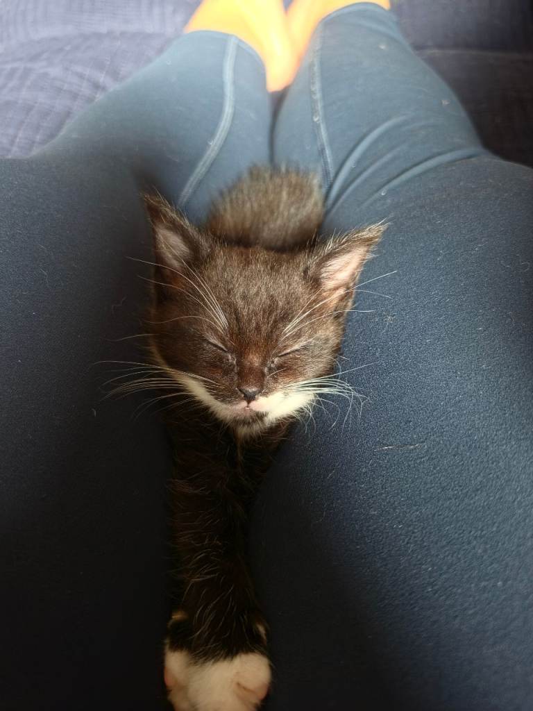 Half-Maine coon