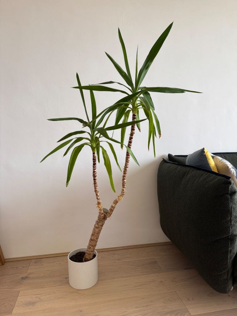 Yucca plant