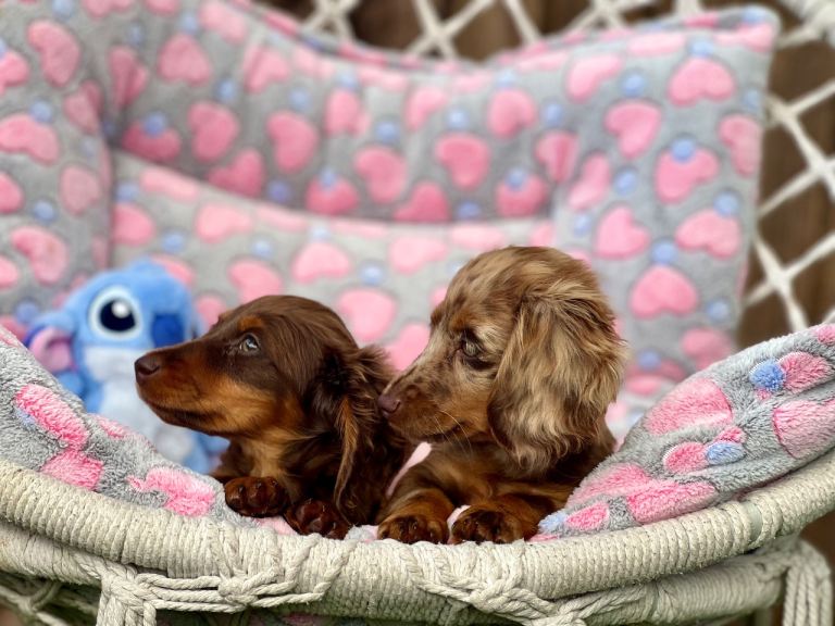 Last two Miniature long haired dachshund girls