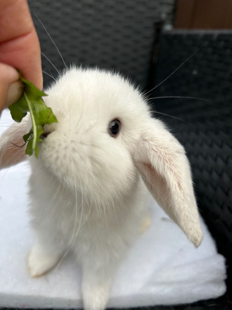 Purebred Minilops for sale