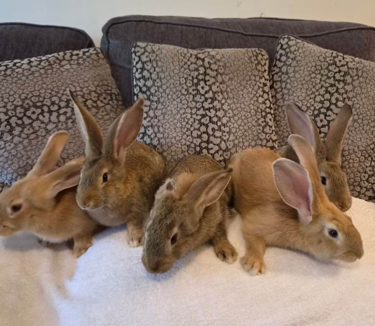 Giant Continental rabbits