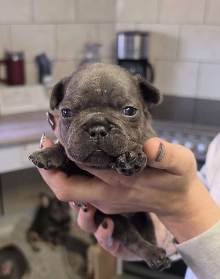 Male frenchie(dark grey)